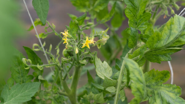 Tomato yellow leaf curl virus infect on tomato plant, carried by whitefly.