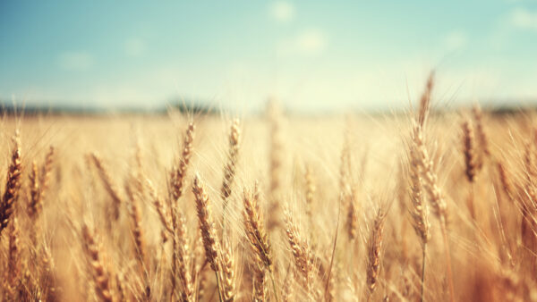 golden wheat field and sunny day