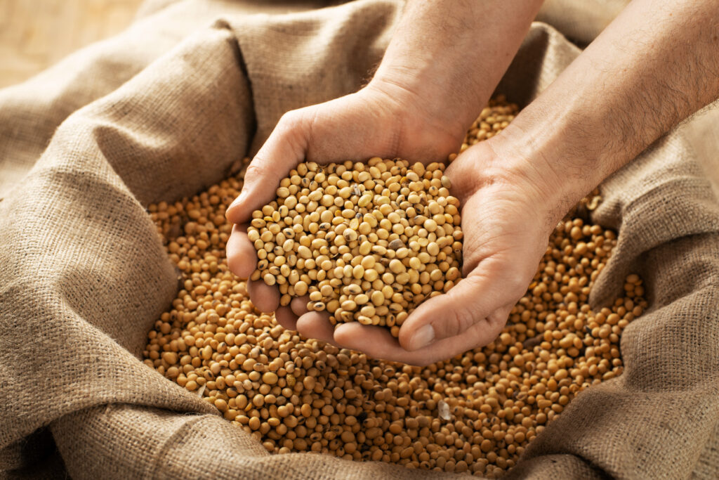 Showing soybeans in his hands over burlap sack
