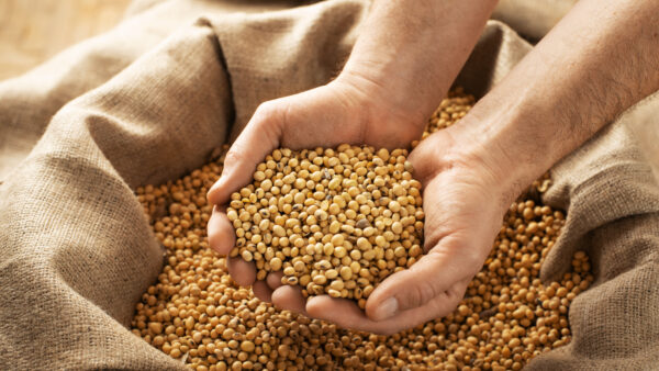 Showing soybeans in his hands over burlap sack