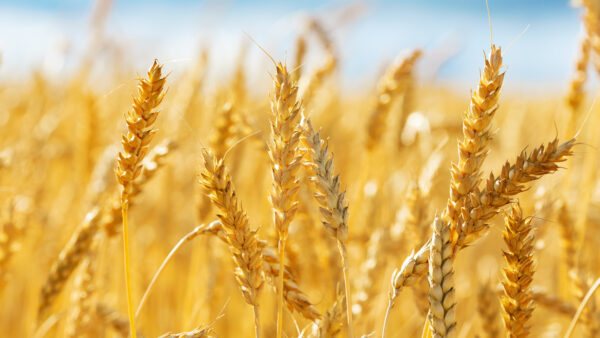 Close up of wheat ears. Field of wheat in a summer day