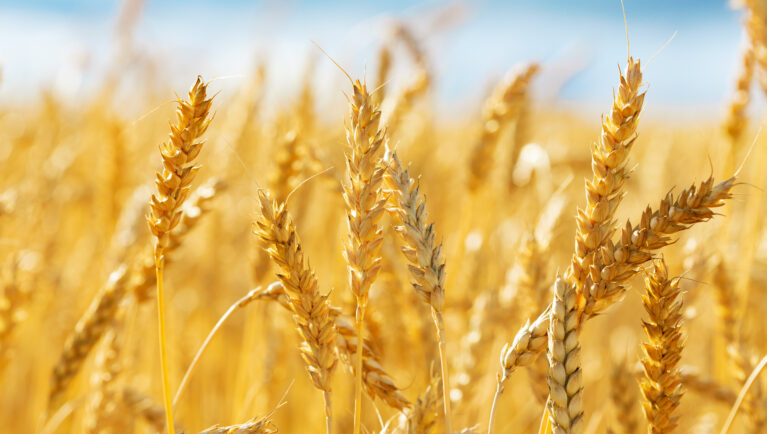 Close up of wheat ears. Field of wheat in a summer day