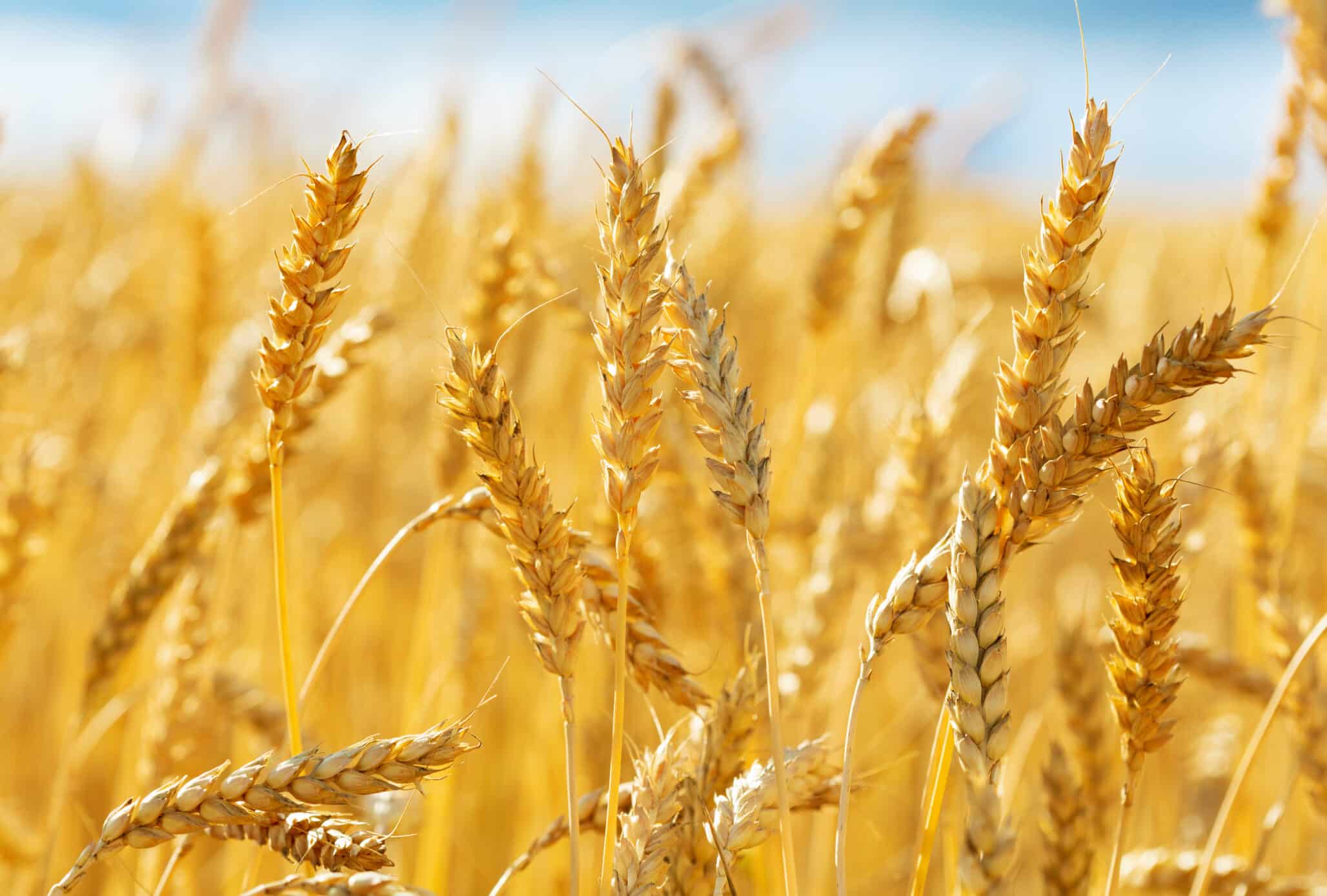 Close up of wheat ears. Field of wheat in a summer day