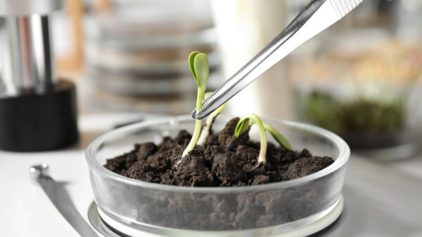 Examining soil with sprouted seeds in laboratory, closeup. Phytopathological testing of plants