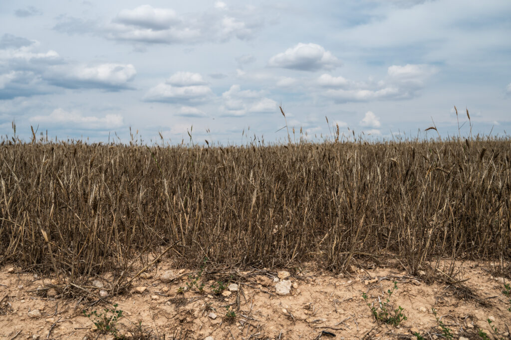 A dry wheat field affected by a drought