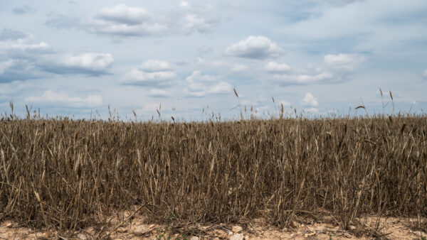 A dry wheat field affected by a drought