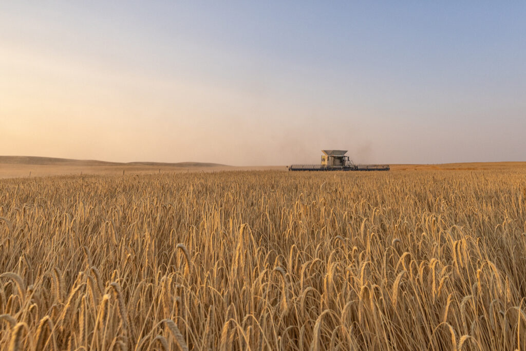 Combine harvesting a mature KWS hybrid rye field during grain harvest in Canada.