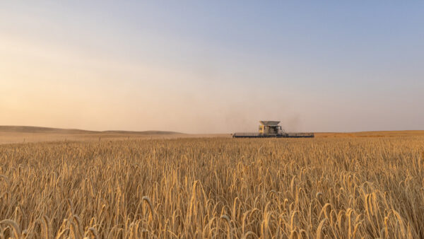 Combine harvesting a mature KWS hybrid rye field during grain harvest in Canada.
