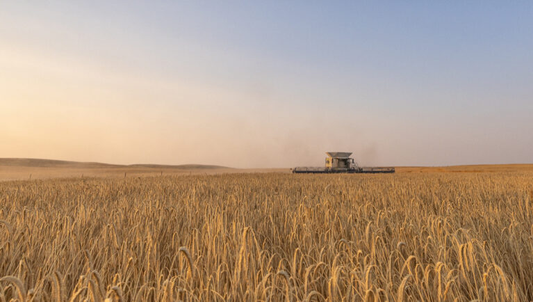 Combine harvesting a mature KWS hybrid rye field during grain harvest in Canada.