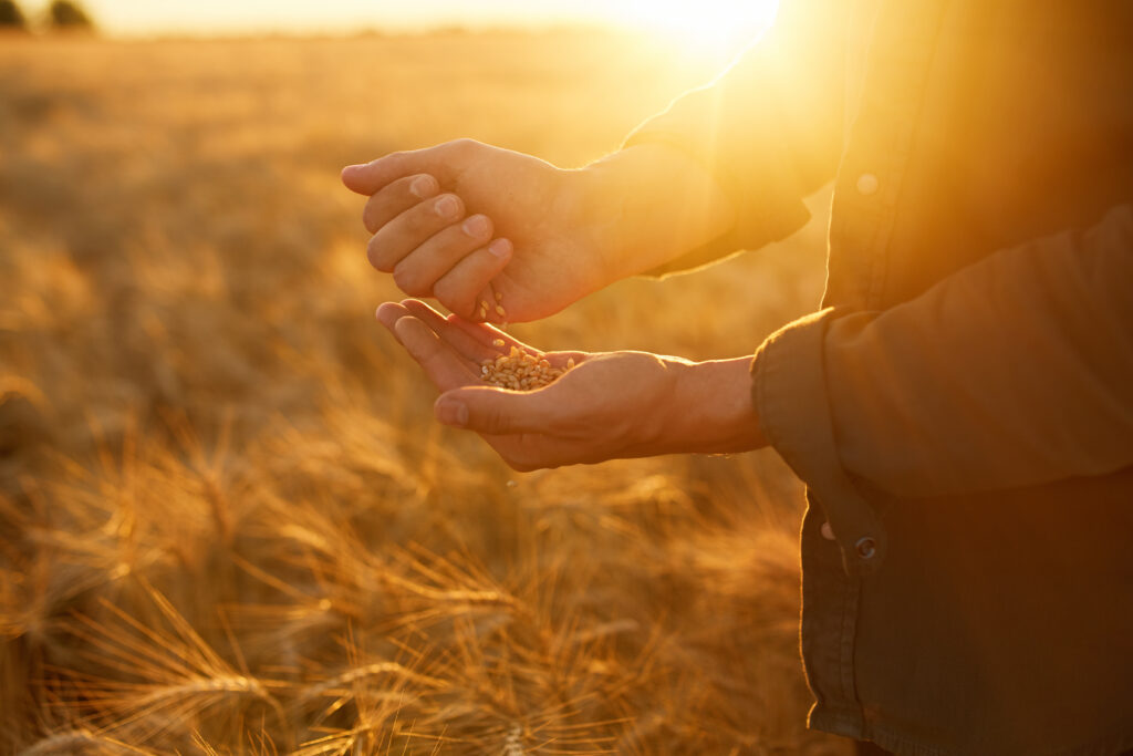 Farmer holding seed grain in a field at sunrise, representing the foundation of agriculture and the seed industry.