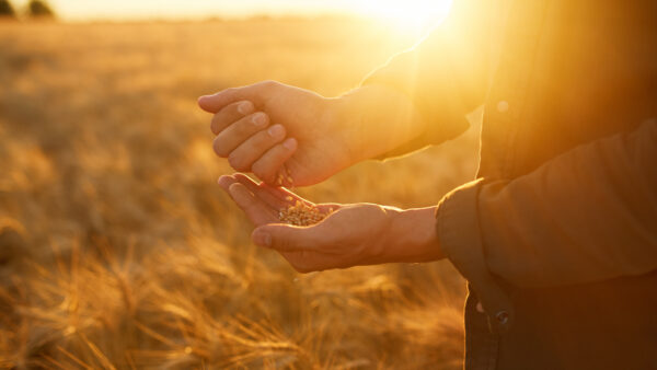 Farmer holding seed grain in a field at sunrise, representing the foundation of agriculture and the seed industry.