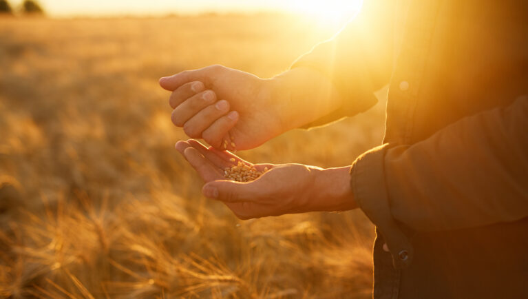 Farmer holding seed grain in a field at sunrise, representing the foundation of agriculture and the seed industry.