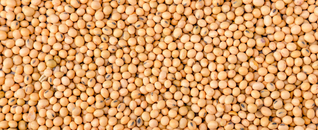 Top view Soybean pattern as for background.