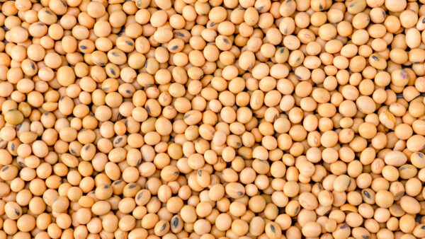 Top view Soybean pattern as for background.