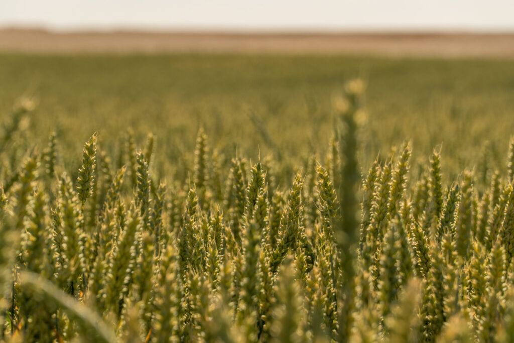 A field of wheat shows tall green plants swaying gently in the breeze under a bright sky during the late afternoon