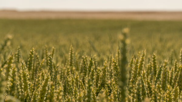 A field of wheat shows tall green plants swaying gently in the breeze under a bright sky during the late afternoon