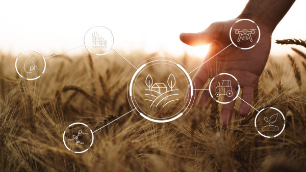 Hand touches wheat in smart farm with data icons for farming technology integration