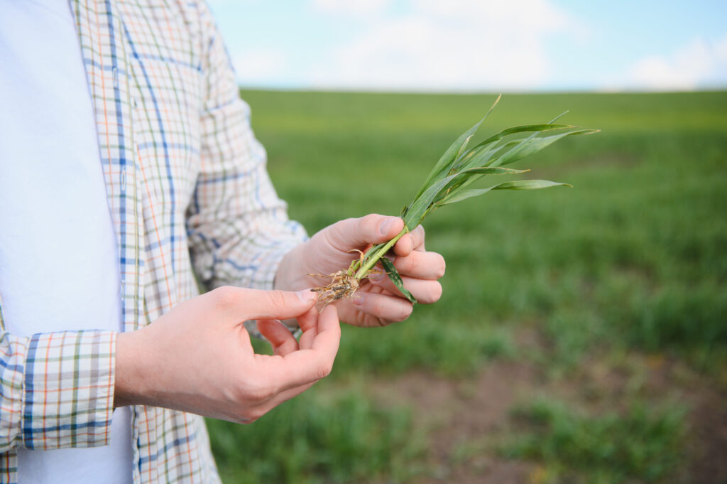 Farmer holding young wheat plant examining roots in field