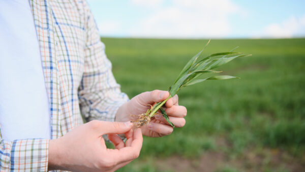 Farmer holding young wheat plant examining roots in field