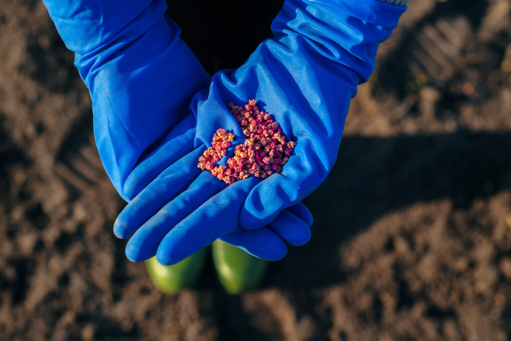 Farmer holding treated seeds in blue gloves before planting