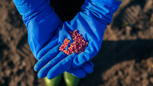 Farmer holding treated seeds in blue gloves before planting