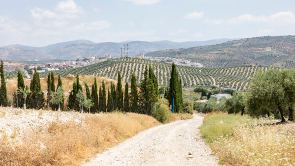 gravel road in a rural landscape overlooking the city of Baena, province of Cordoba, Andalusia, Spain