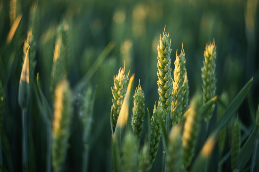 Green ears of wheat at sunset. Close up