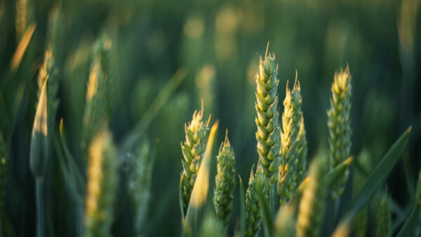 Green ears of wheat at sunset. Close up
