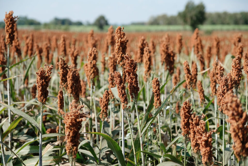 sorghum, a cereal grain, is the fifth most important cereal crop in the world, largely because of its natural drought tolerance and versatility as food, feed and fuel