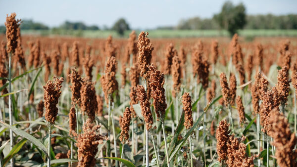 sorghum, a cereal grain, is the fifth most important cereal crop in the world, largely because of its natural drought tolerance and versatility as food, feed and fuel