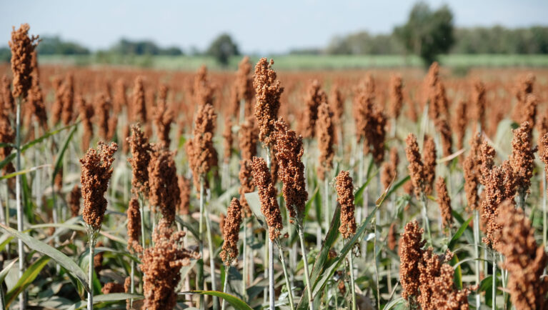 sorghum, a cereal grain, is the fifth most important cereal crop in the world, largely because of its natural drought tolerance and versatility as food, feed and fuel