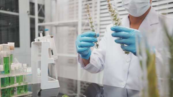 Advanced plant imaging