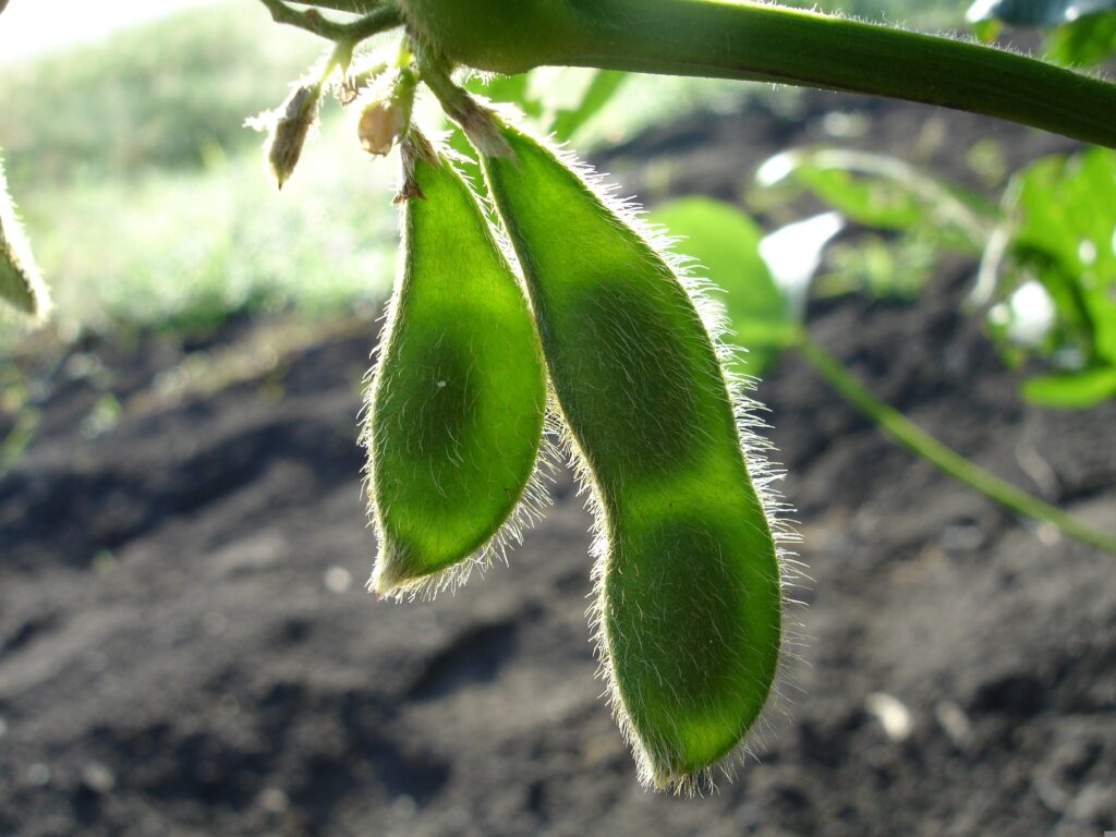 Soybean close up