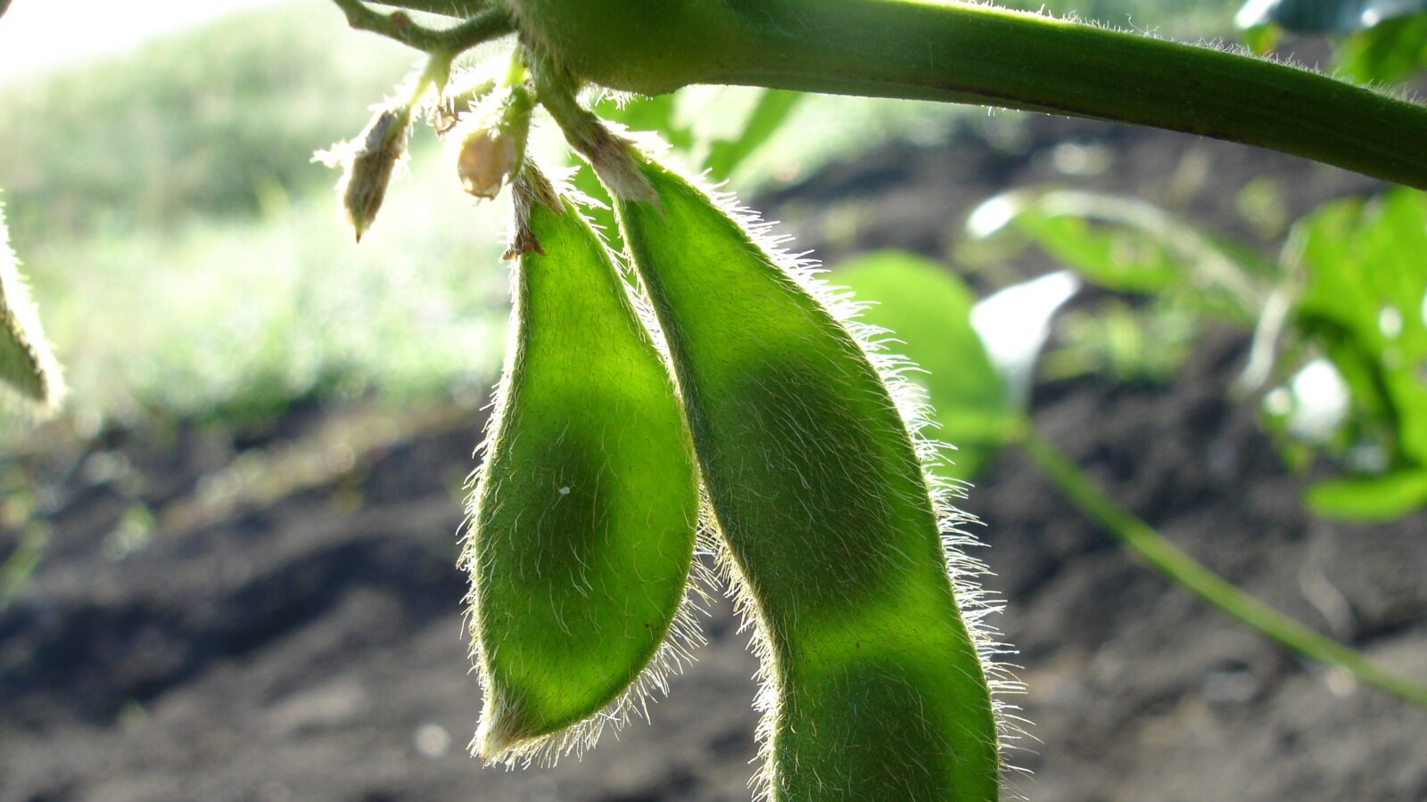 Soybean close up
