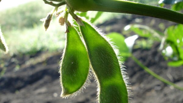 Soybean close up