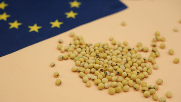 Soybeans and the European Union Flag. Reducing Dependence on Imported Soy, Providing the European Union with a Protein Source, and Promoting Environmentally Friendly Agriculture. Photo: Adobe