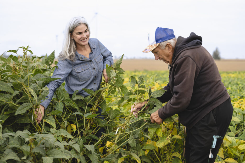 Katy Martin Rainey and breeder Bob Avis evaluate soybean plants from the KenAvis germplasm collection in a Purdue University research field.