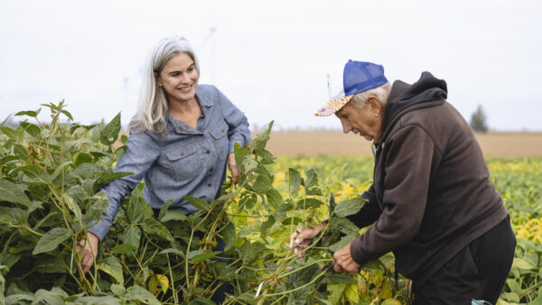 Katy Martin Rainey and breeder Bob Avis evaluate soybean plants from the KenAvis germplasm collection in a Purdue University research field.