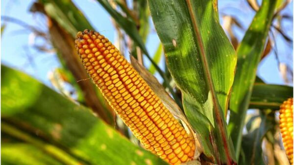 Ear of Bt corn in a field illustrating research on Bt corn stewardship and insect resistance management.