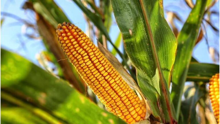 Ear of Bt corn in a field illustrating research on Bt corn stewardship and insect resistance management.
