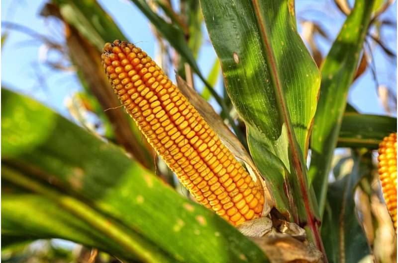 Ear of Bt corn in a field illustrating research on Bt corn stewardship and insect resistance management.
