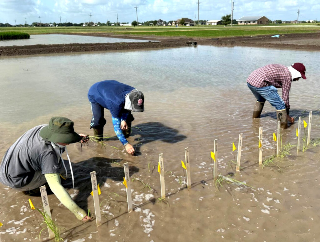 Researchers evaluate rice breeding lines in flooded field plots as part of breeding trials focused on improving yield and stress tolerance.