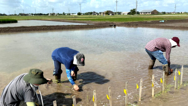 Researchers evaluate rice breeding lines in flooded field plots as part of breeding trials focused on improving yield and stress tolerance.