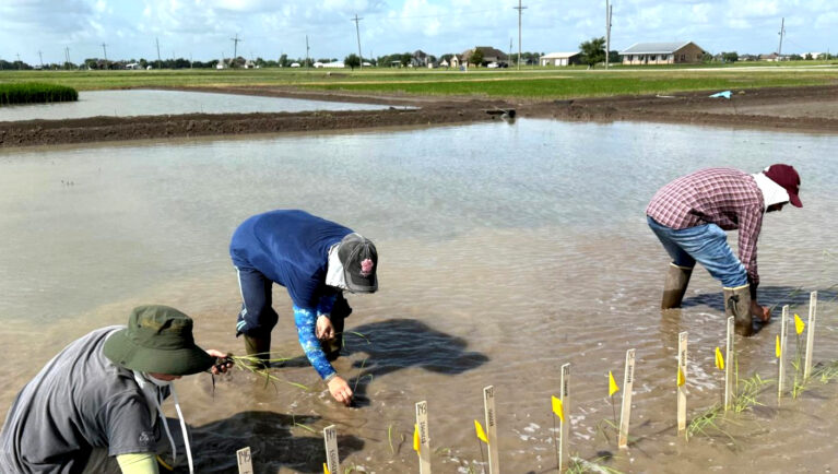 Researchers evaluate rice breeding lines in flooded field plots as part of breeding trials focused on improving yield and stress tolerance.