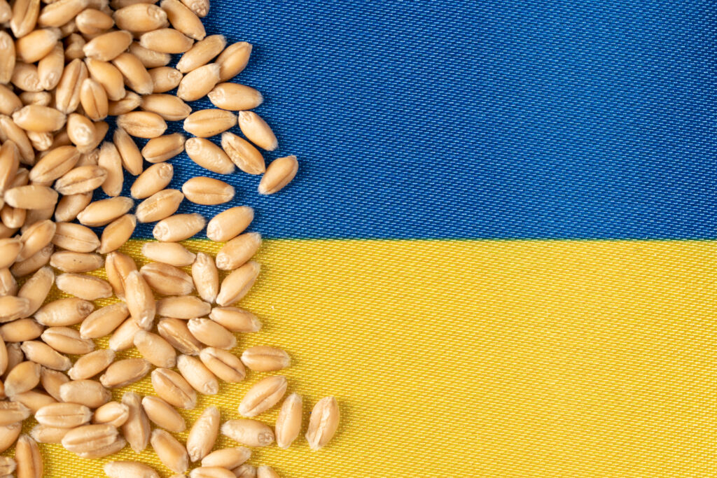 Ukraine on grain wheat, trade export and economy concept.