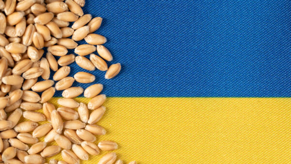 Ukraine on grain wheat, trade export and economy concept.