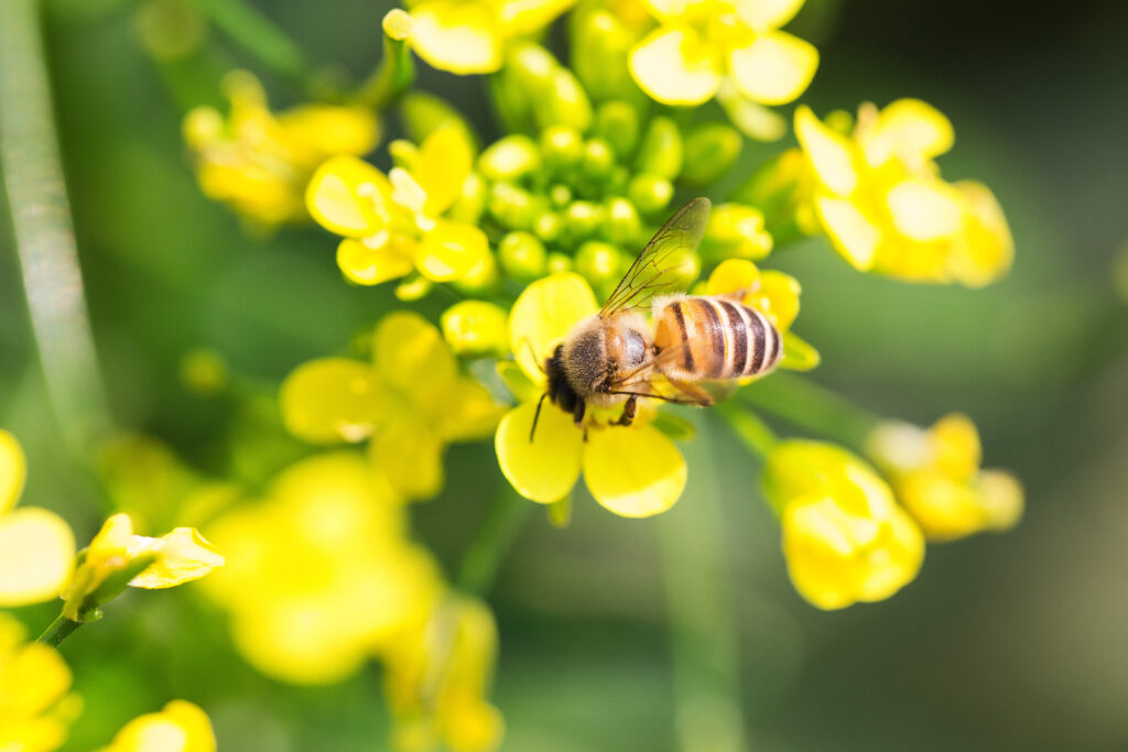 Honey bee collecting pollen on canola flower