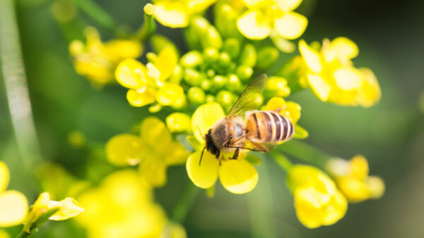 Honey bee collecting pollen on canola flower