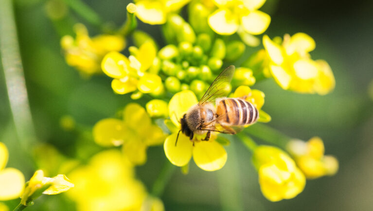 Honey bee collecting pollen on canola flower
