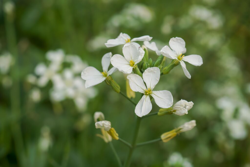 arabidopsis thaliana flowers